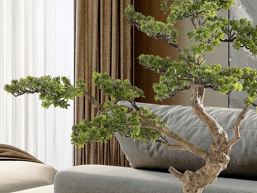Bonsai Sokan 214186
