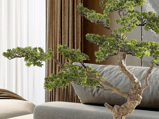 Bonsai Sokan 214186