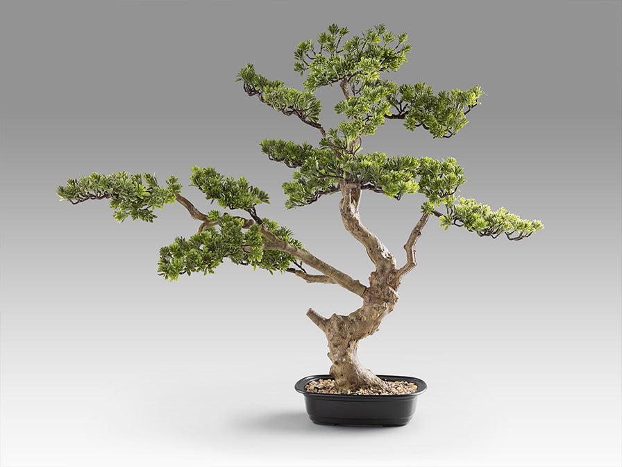 Bonsai Sokan 214186