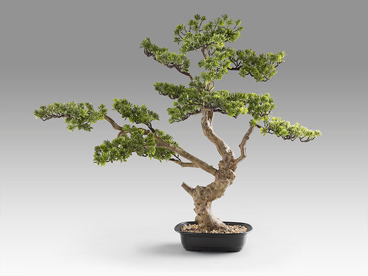 Bonsai Sokan 214186