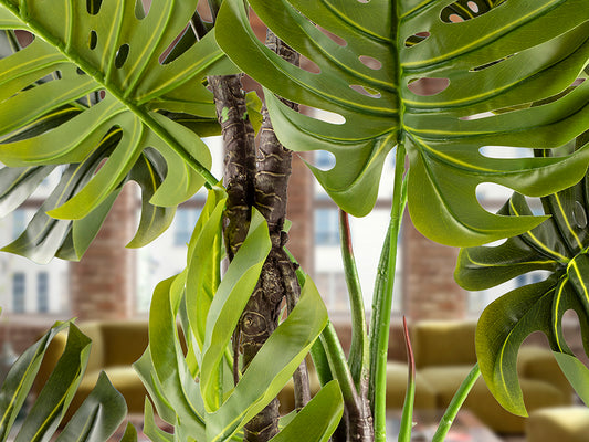 Monstera 281003