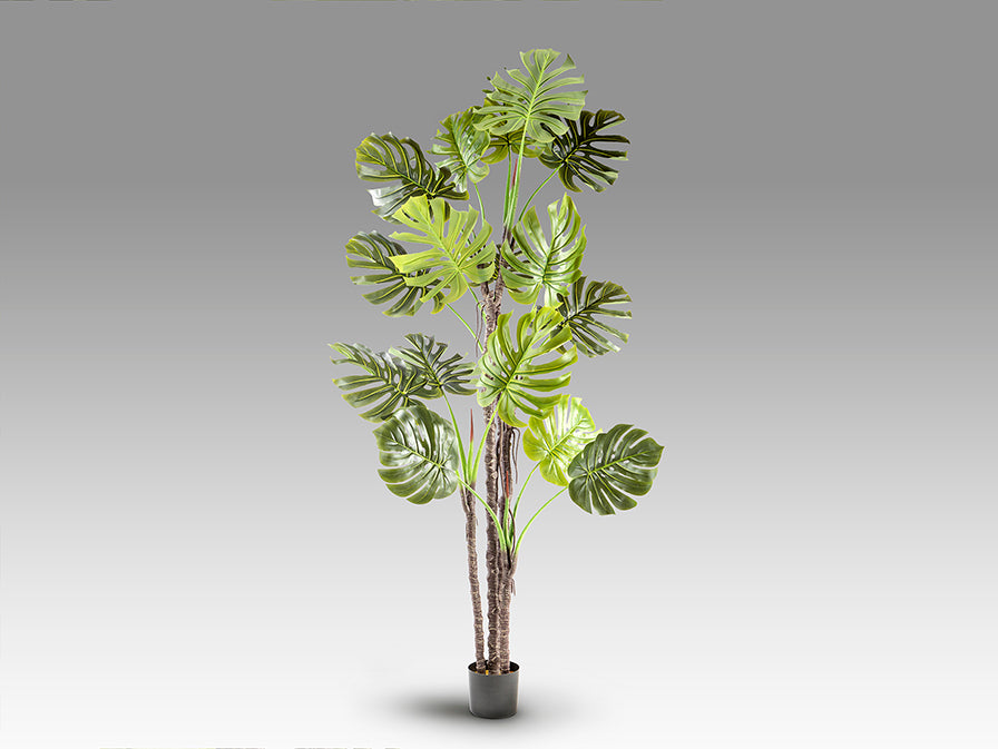 Monstera 281003