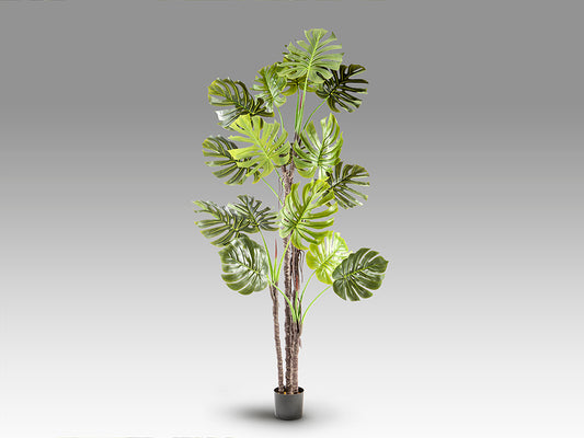 Monstera 281003