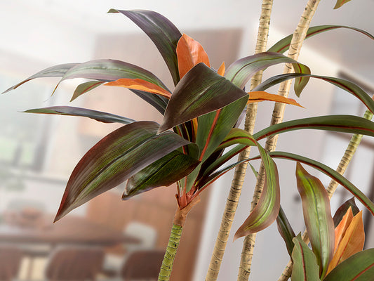 Dracena roja 281348