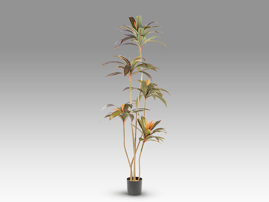 Dracena roja 281348