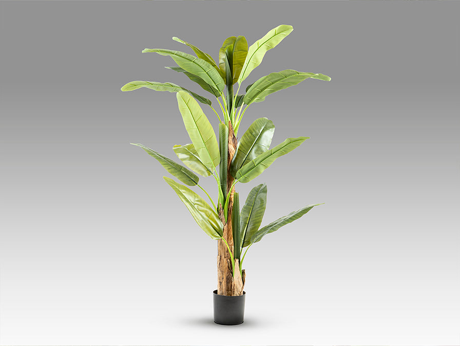 Platanera 281461