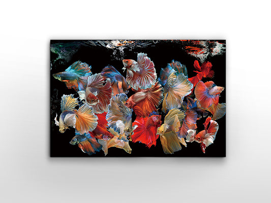 Peces Siam 755016